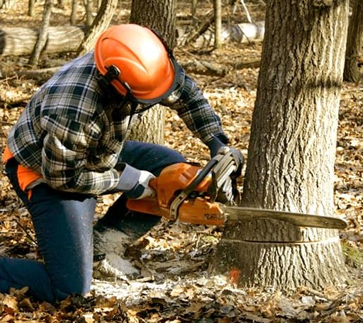 Tree Removal in Deerwood, MN